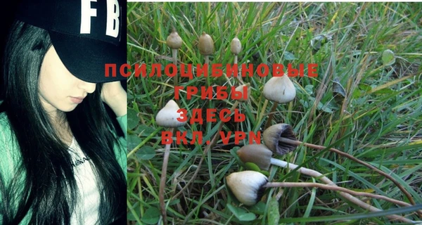 PSILOCYBIN Верхний Тагил